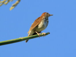 Wood Thrush