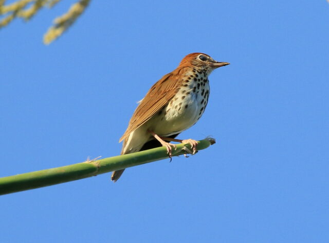 WoodThrush_TrishGussler Wood Thrush