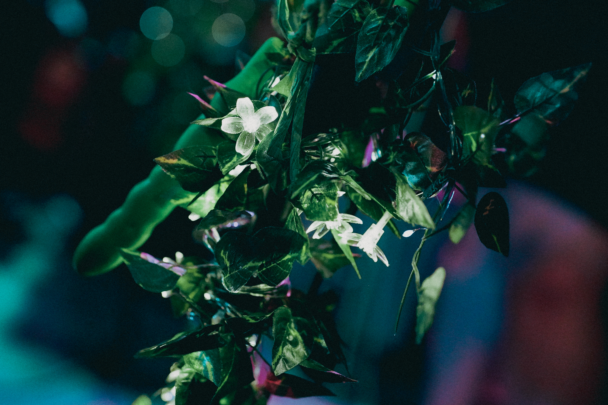 Shannon and The Clams